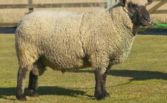 <ul><li><p><span style="color: rgb(0, 0, 0);">Rising in popularity as a show sheep, especially in the Midwest.</span></p></li><li><p><span style="color: rgb(0, 0, 0);">Head is short, but broad between the ears and eyes.</span></p></li><li><p><span style="color: rgb(0, 0, 0);">White dense wool covers the whole poll, cheeks and jaw.</span></p></li><li><p><span style="color: rgb(0, 0, 0);">Face and ears are dark brown or soft black.</span></p></li><li><p><span style="color: rgb(0, 0, 0);">Legs are short and covered with wool.</span></p></li><li><p><span style="color: rgb(0, 0, 0);">Rams: 225 – 250 lbs.</span></p></li><li><p><span style="color: rgb(0, 0, 0);">Ewes: 150 – 180 lbs</span></p></li></ul><p></p>