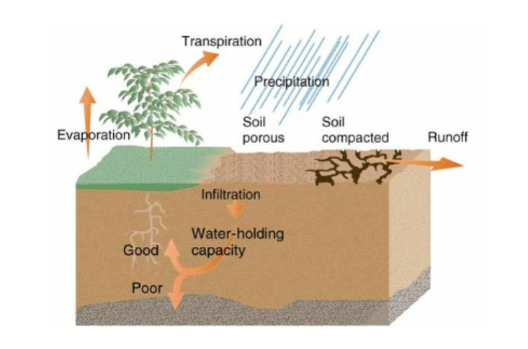 <ul><li><p><strong>Precipitation</strong> (rain in porous soil then <strong>infiltrates</strong> the soil and gets to the roots, watering plants) or (rain in compacted soil, leading to <strong>runoff</strong>)</p></li><li><p><strong>Evaporation</strong> </p></li><li><p><strong>Transpiration</strong> when water from the soil turns into water vapor and moves to the atmosphere</p></li></ul>