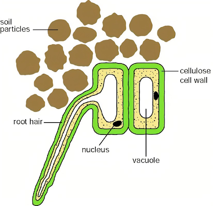 <ul><li><p>Elongated: large surface area</p></li><li><p>Short diffusion distance because the wall is one cell thick</p></li><li><p>Lots of mitochondria for respiration to release ATP for active transport</p></li></ul>