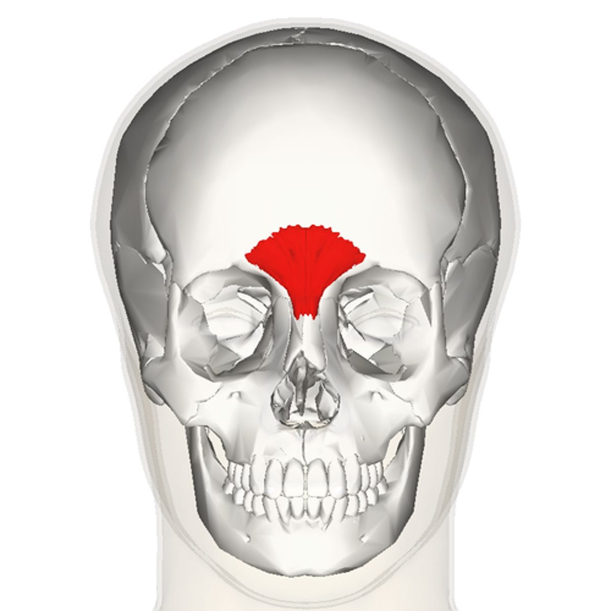 <p>what is the insertion and action of the procerus?</p>