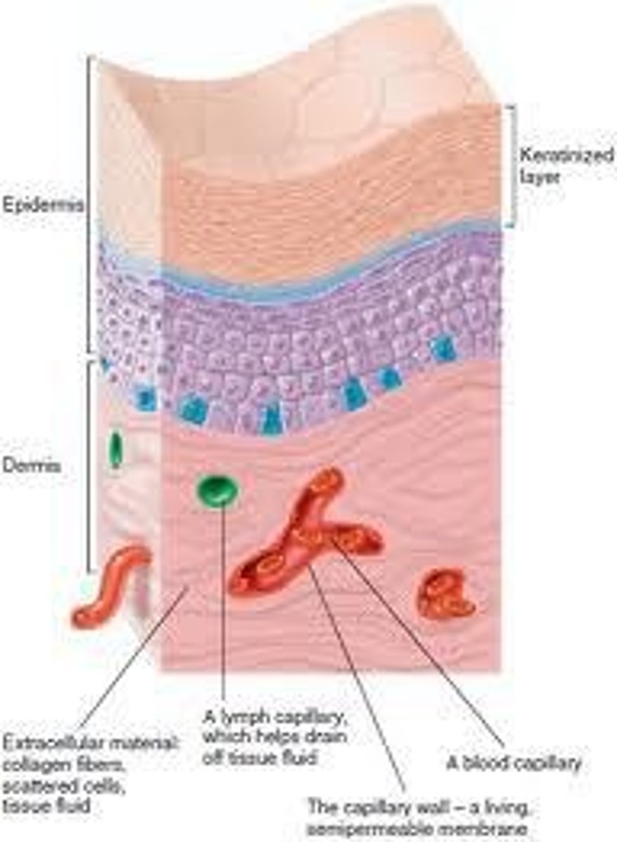 <p>Inner layer of skin, consists of connective tissue.</p>