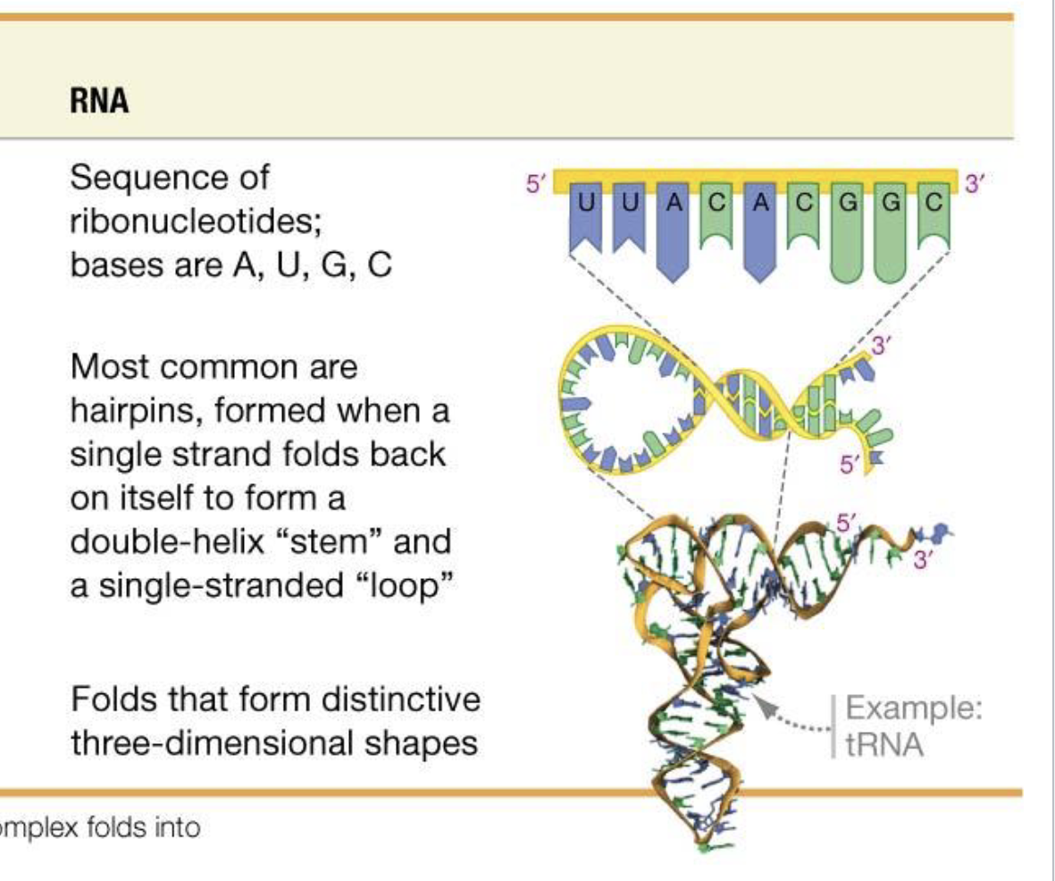 <p>Primary: Base Sequence</p><p>Secondary: Common are hairpins that form when RNA folds back on itself to form a double helix stem. </p><p>Tertiary: H-bond driven folds that form distinctive 3d Shapes.</p>