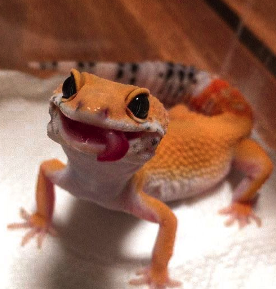 <p><span><span>• Er zijn veel verschillende gekko soorten</span></span></p>