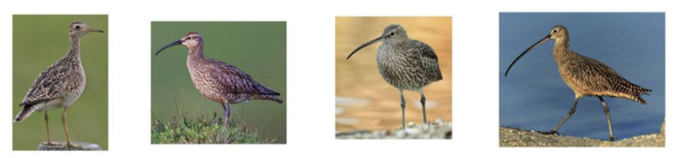 image shows beak getting longer and longer 