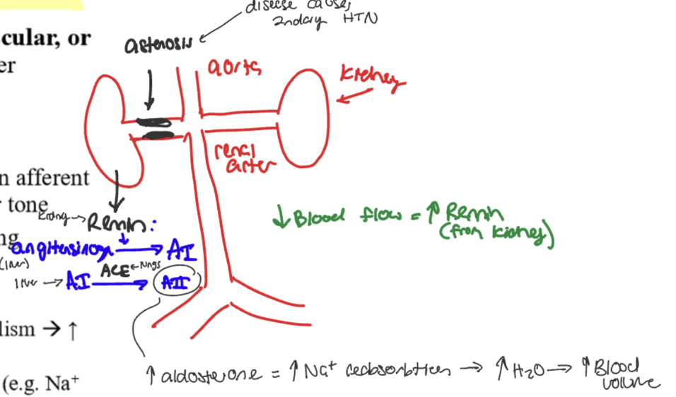 <p>RAS: decrease glomerular flow and pressure in afferent arteriole causes increase of renin secretion causes increase blood volume and vascular tone </p><p>Decrease blood flow froma disease like astenosis causes…</p><p>renin secreted @ kidney</p><p>activation of angiotensinogen @liver → Angiotensin I</p><p>Angiotensinogen I is activated by ACE @ lungs→ activation of angiotensinogen II</p><p>→ increase in aldosterone which causes an increase in Na+ reabsorption which causes increase water and increased blood volume </p>