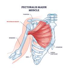 <p>Flexes adducts, and rotates humerus, or adducts arm</p><p>O: Clavicle I: Greater Tubercule of Humerus</p>