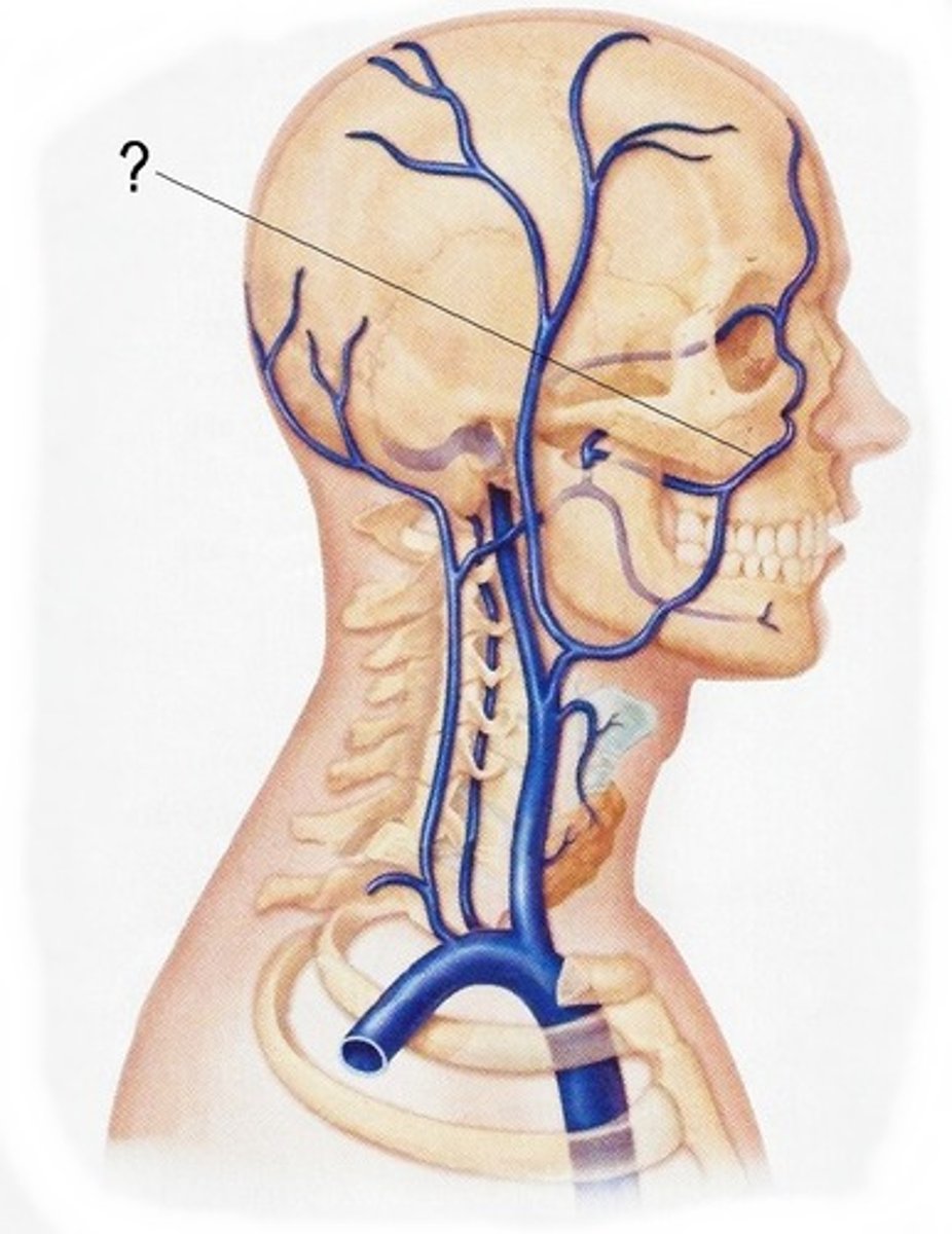 <p>branch from the external carotid to supply the face</p>