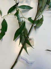 Salix x rubens