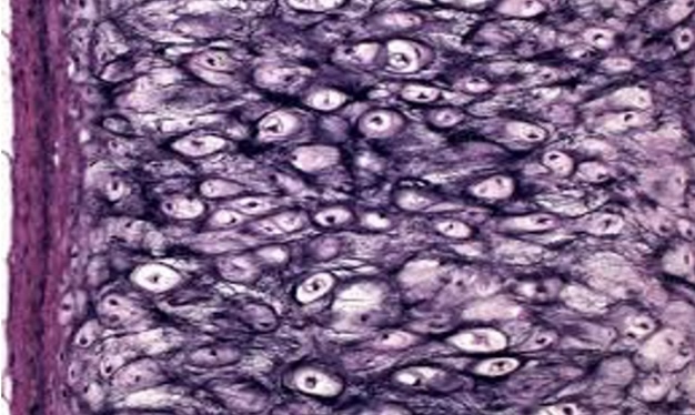 <p>a type of connective tissue containing a high concentration of elastic fibers, allowing it to maintain shape while being flexible. It is found in structures such as the ear and epiglottis. </p>