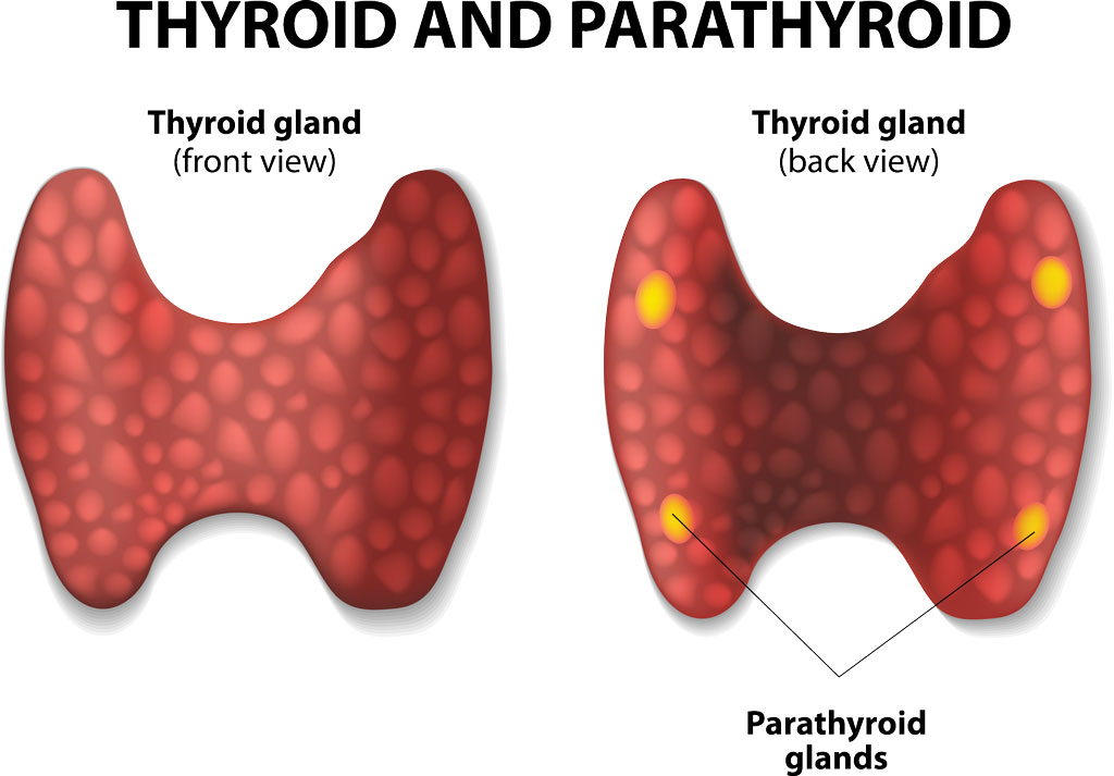 <p>Thyroid</p>