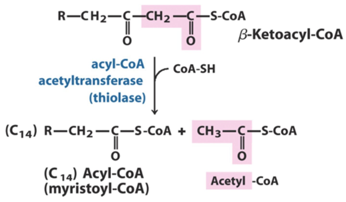 <p>Thiolysis forming acetyl CoA and a shortened acyl-coA</p>