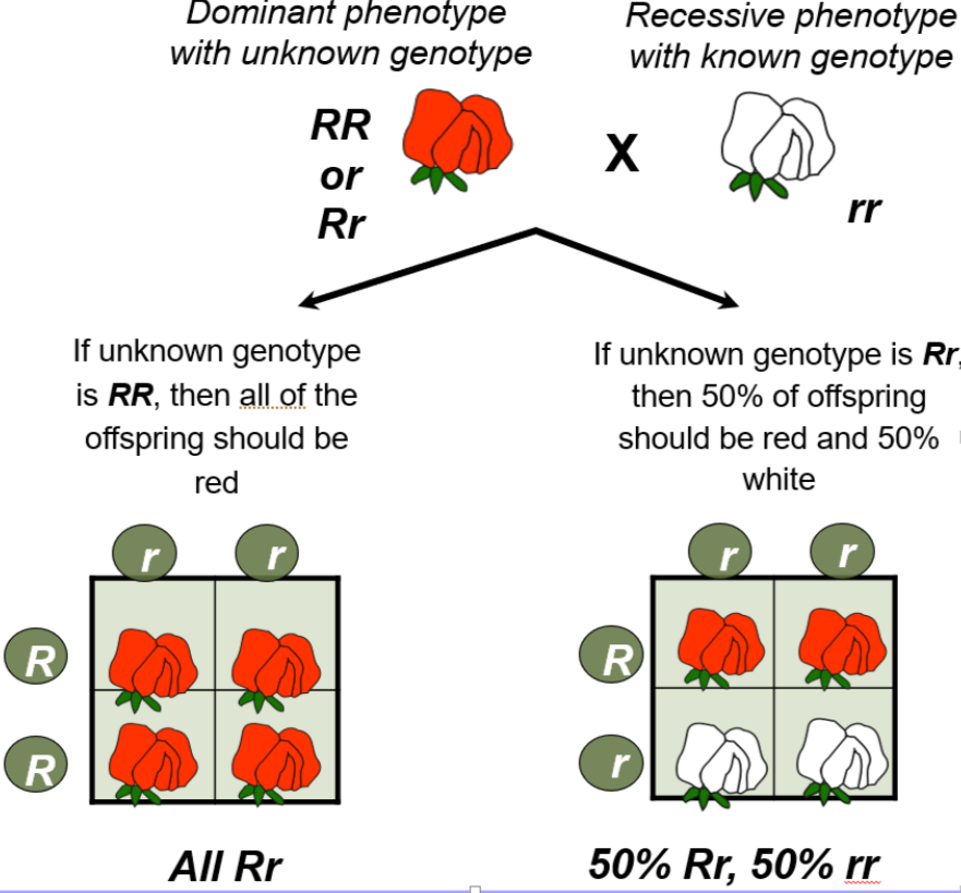 <p><span>The genotype of an organism with a <strong>dominant phenotype </strong>may be <strong>either homozygous or heterozygous </strong>for the dominant allele.</span></p><p class="hideBullet E1167 x-scope qowt-point-para-0" style="text-align: left"></p><p class="E1174 x-scope qowt-point-para-38" style="text-align: left"><span><strong>To determine if the organism is homozygous or heterozygous we perform a <u>test cross </u>with a homozygous recessive organism</strong></span></p><p class="hideBullet E1176 x-scope qowt-point-para-0" style="text-align: left"></p>