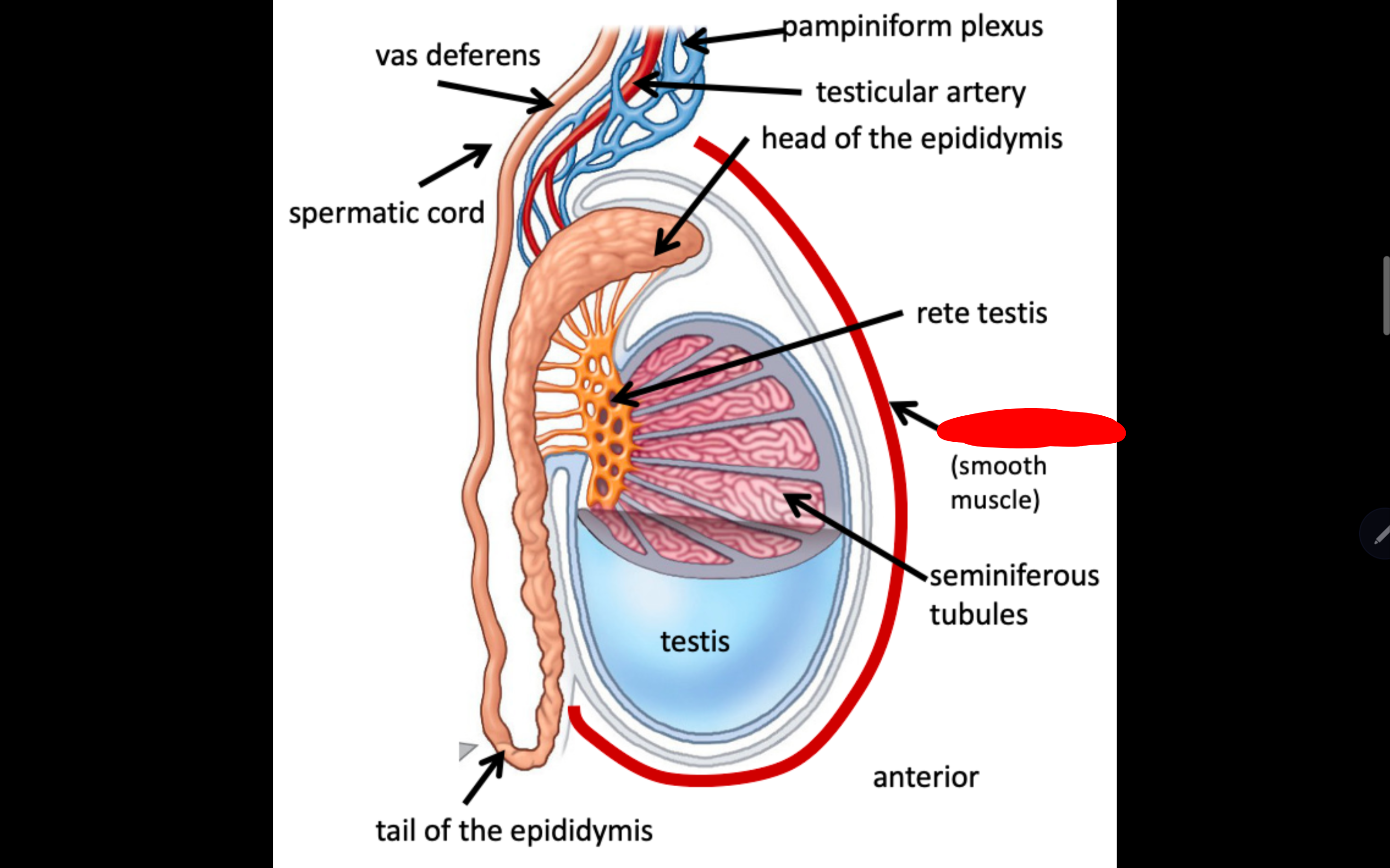 <p>Name the structure in red</p>