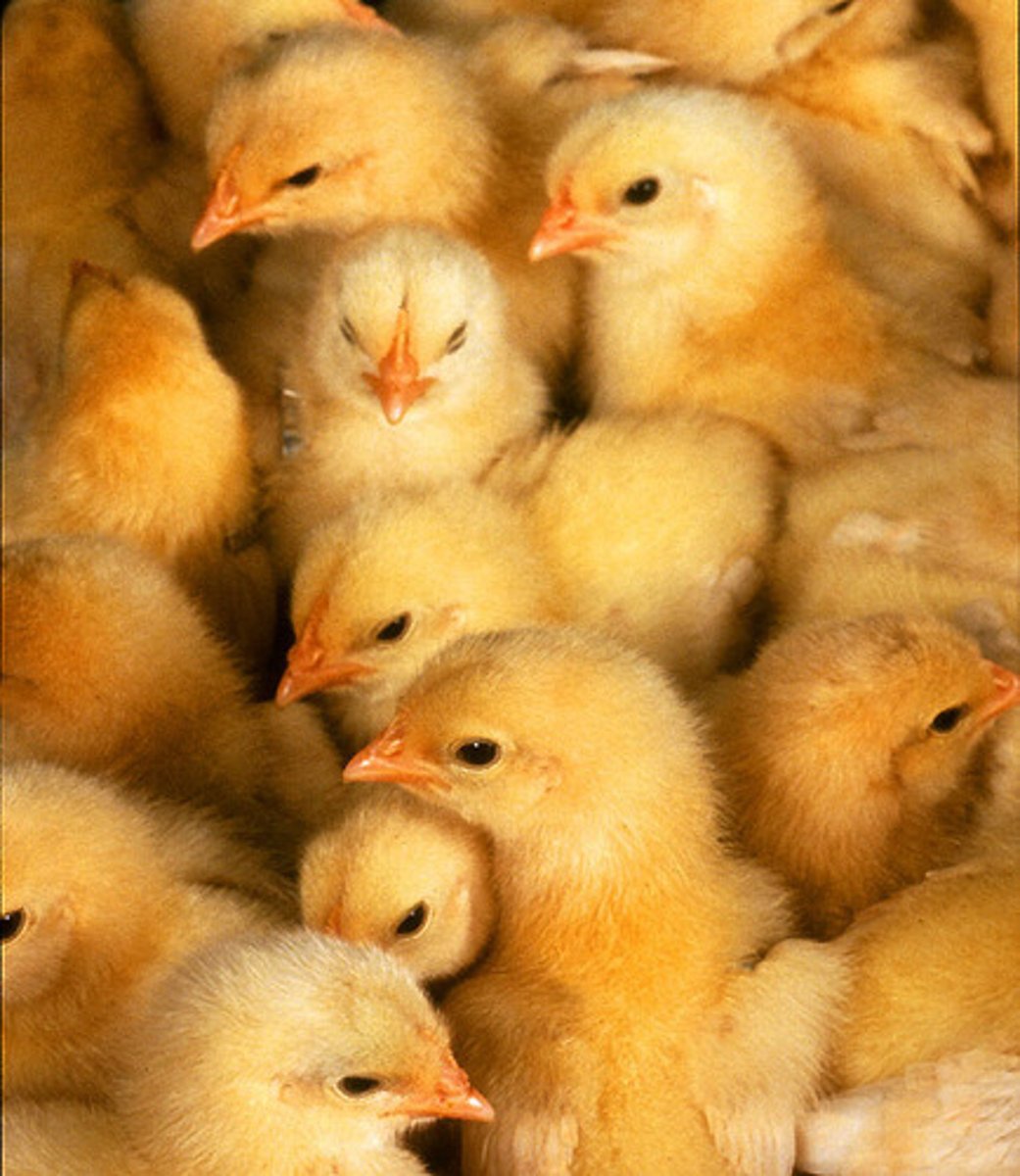 <p>they leave the nest when mature (fledge) which is risky due to predators</p><p>they fledge in large groups at night when light is low</p><p>this behaviour is regulated by circadian clock</p><p>this strategy is known as swamping which overwhelms predators</p>