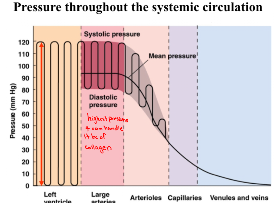 <ul><li><p>no blood flows through the vessel</p></li><li><p>no sound is heard</p></li></ul><p></p>