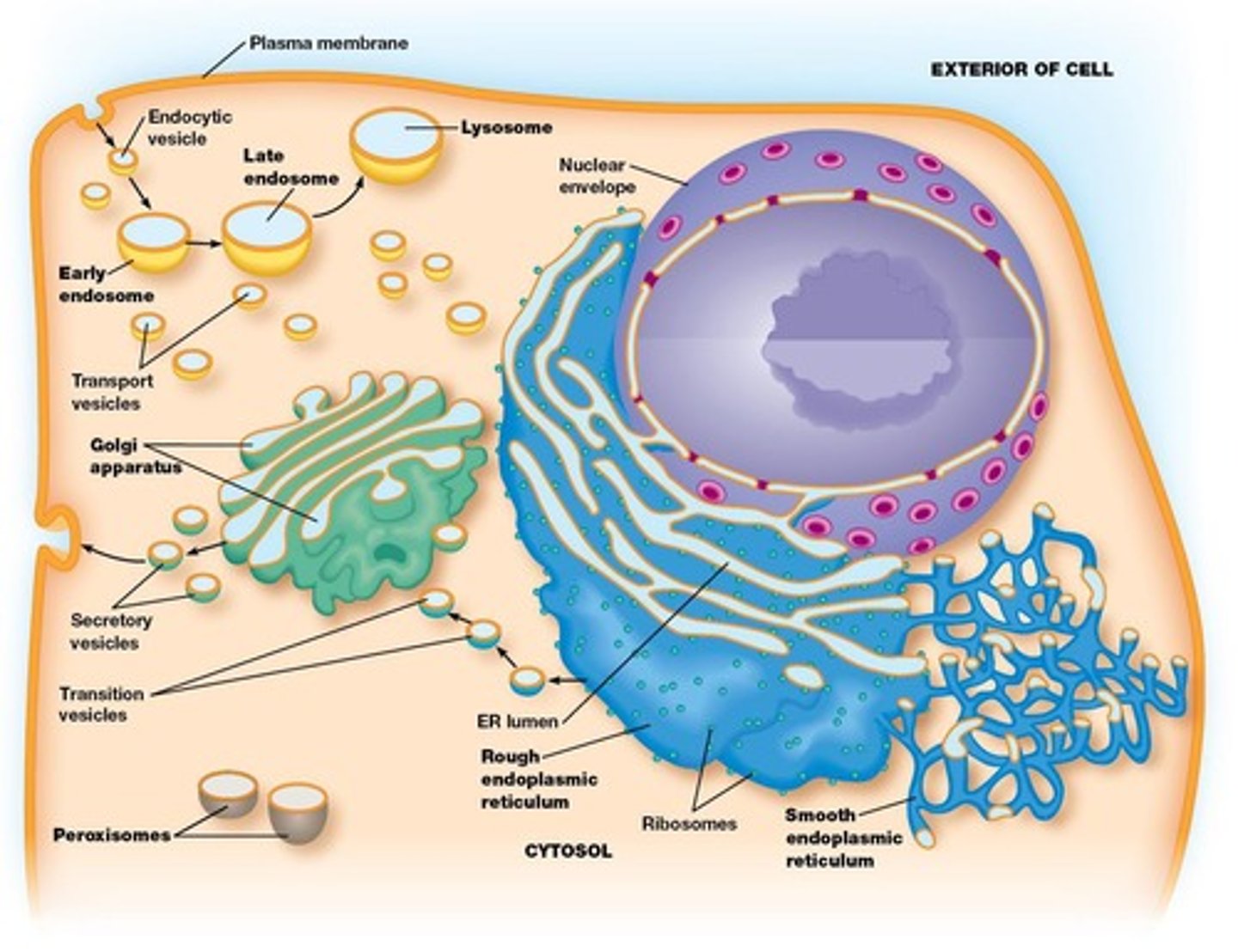 <p>Dynamic system of cytoplasmic membranes in cells.</p>