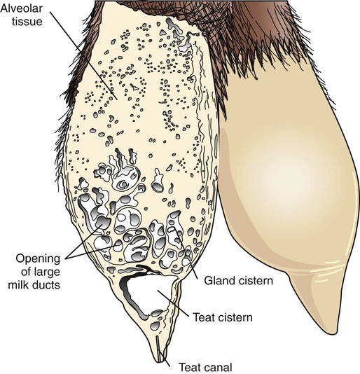 <p>mammary gland</p>