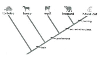 <p>Which organism evolved first? Which organism evolved last? How many nodes are on this cladogram? Which organisms have fur?</p>