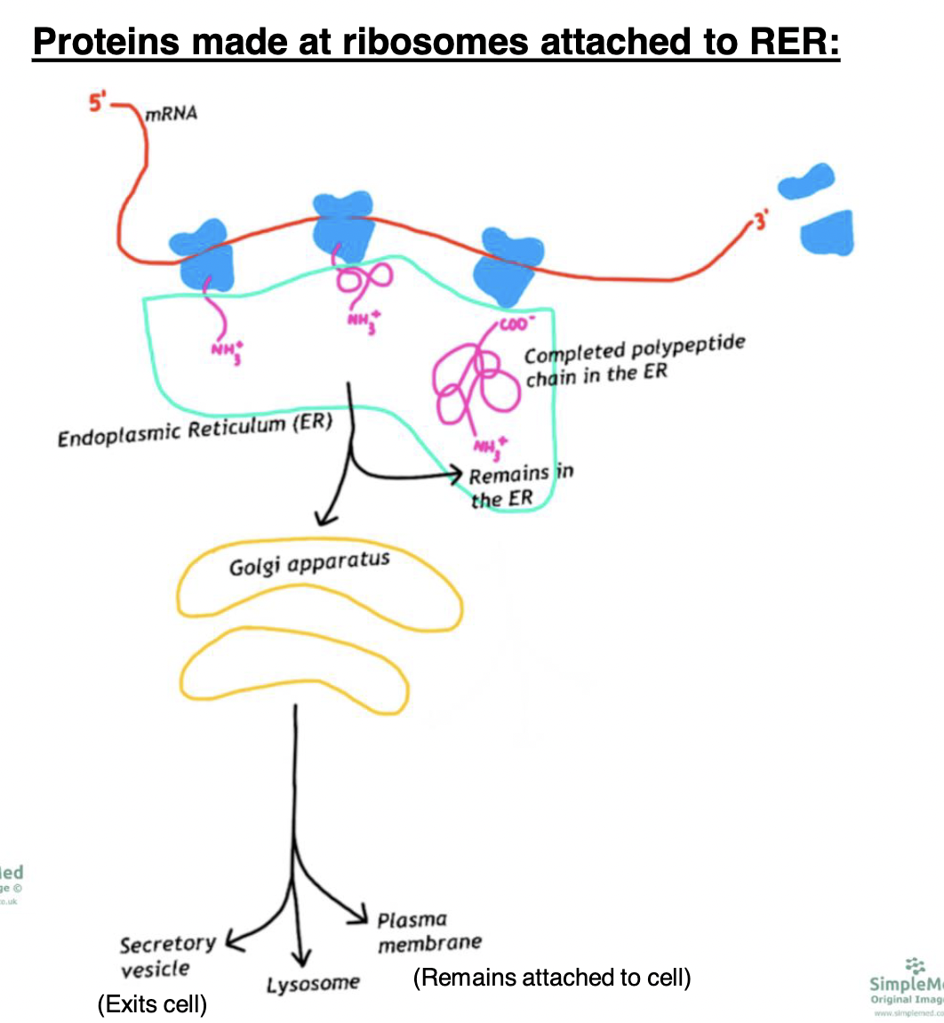 *enter endomembrane system* 

\
* remain in the rough ER
* go to golgi apparatus to get modified/packaged and go to:
  * secretory vesicle (exits cell) 
  * lysosome 
  * plasma membrane (remain attached to cell) 