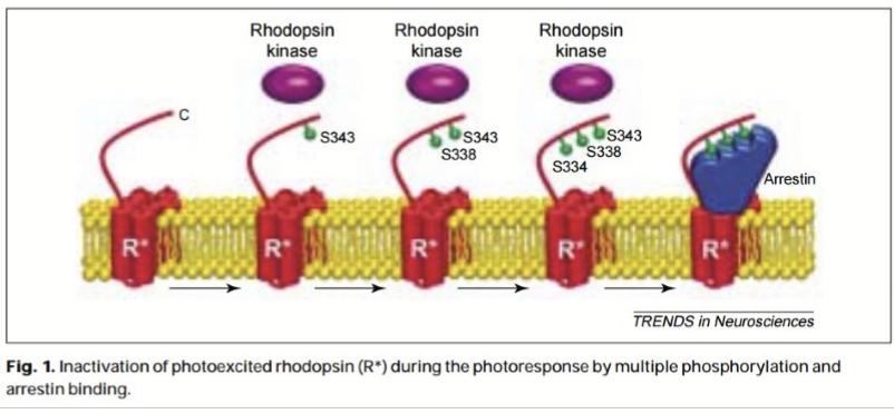 <ol><li><p>Rhodopsin kinase is phosphorylated (RK1). </p></li><li><p>Arrestin bins and prevents efficient association with transducin, inactivating metarhodopsin/MII. </p></li><li><p>Schiff;s base hydrolysis all trans retinal from MII; REleases of all-trans retinal from MII and removes arrestin from rhodopsin. Opsin can re-associate with a new 11-cis retinal. </p></li></ol><p></p>