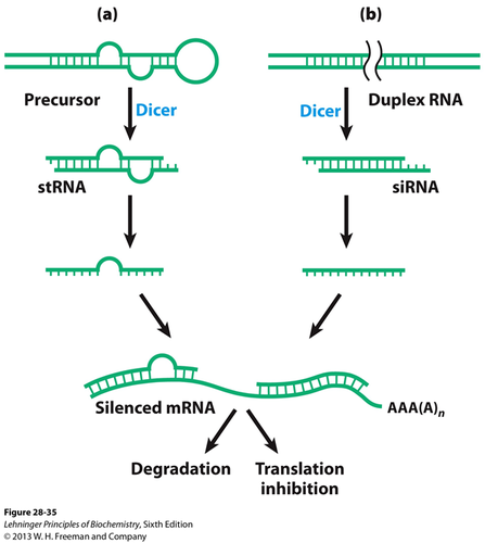 process in which RNA molecules inhibit gene expression or translation, by neutralizing targeted mRNA molecules.