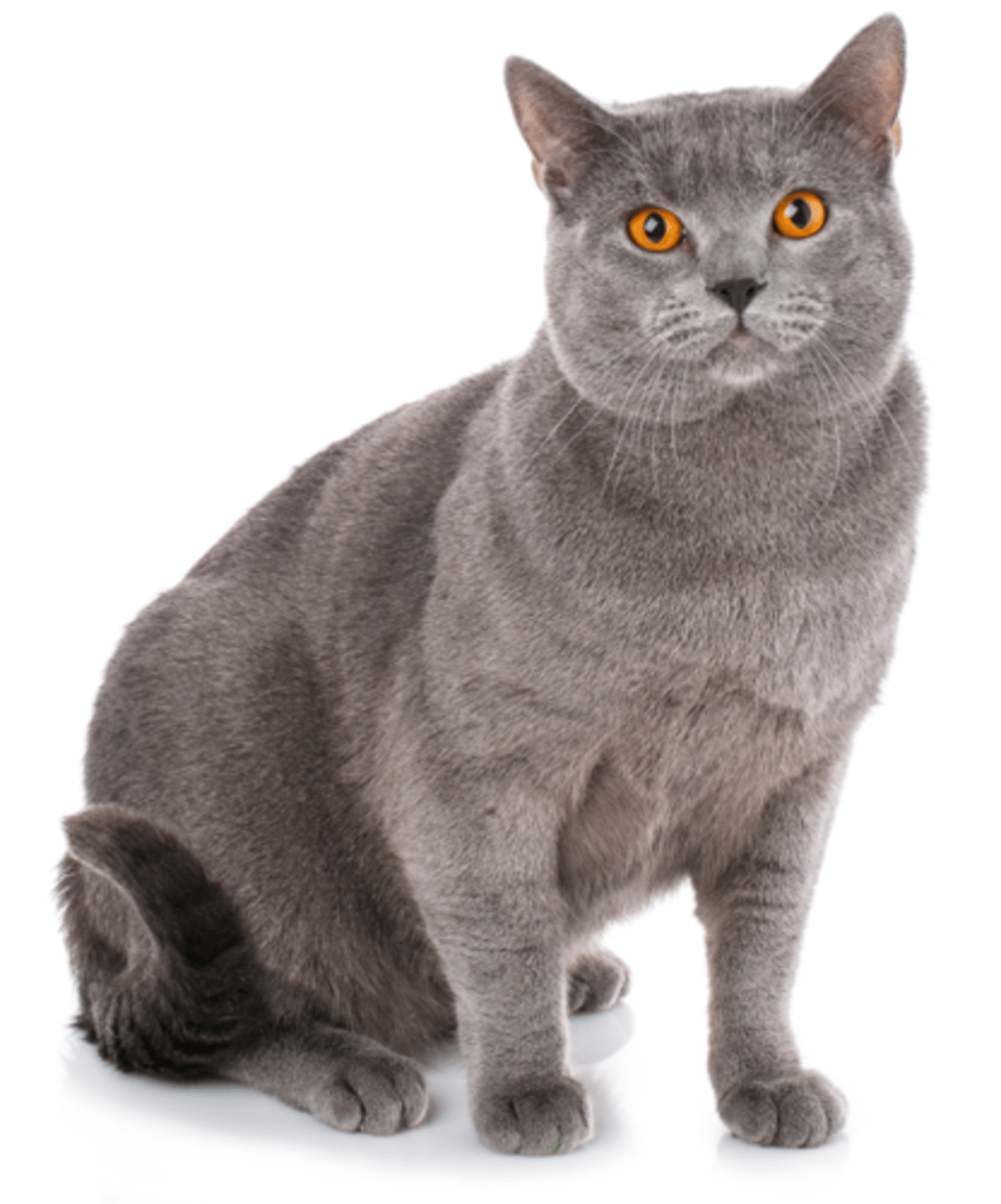 <p>how would you classify the color of this cat?</p>
