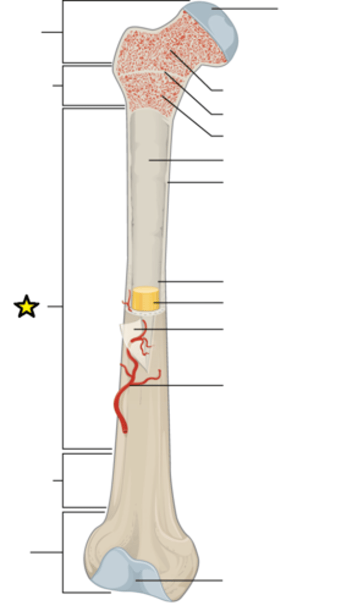 <p>Shaft of a long bone</p>