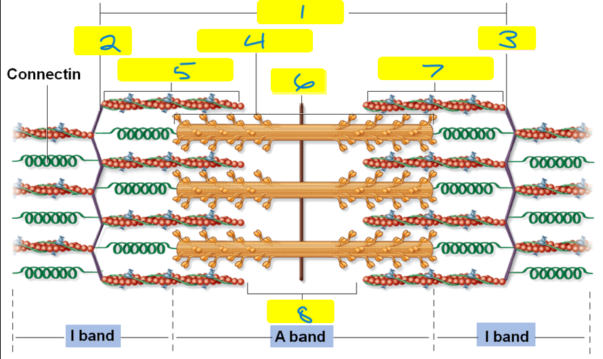 Components of Sarcomere