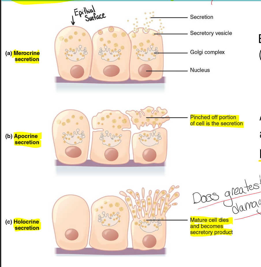 <p>Merocrine, apocrine, and holocrine</p>