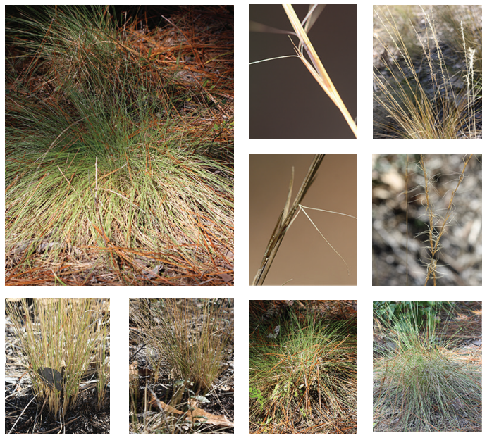 <p>Wire grass</p>