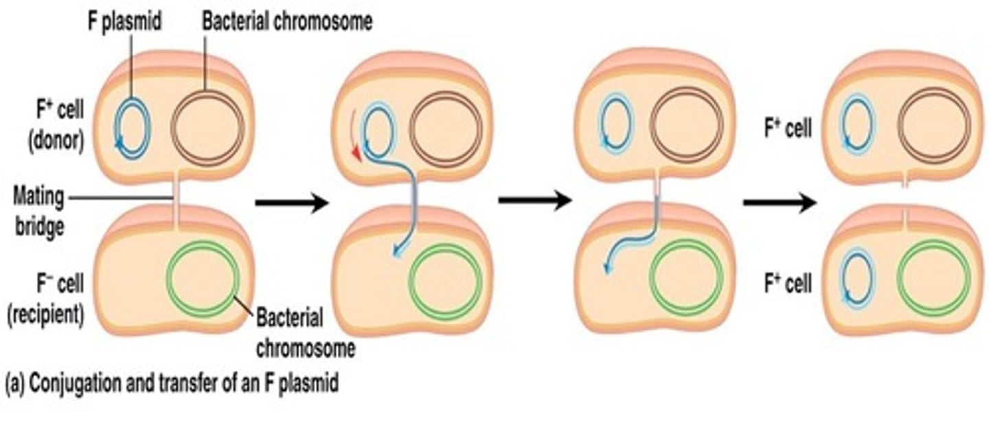 <p>a copy of the F factor is almost always transferred from F+ to F- cell, converting it to F+ state</p>