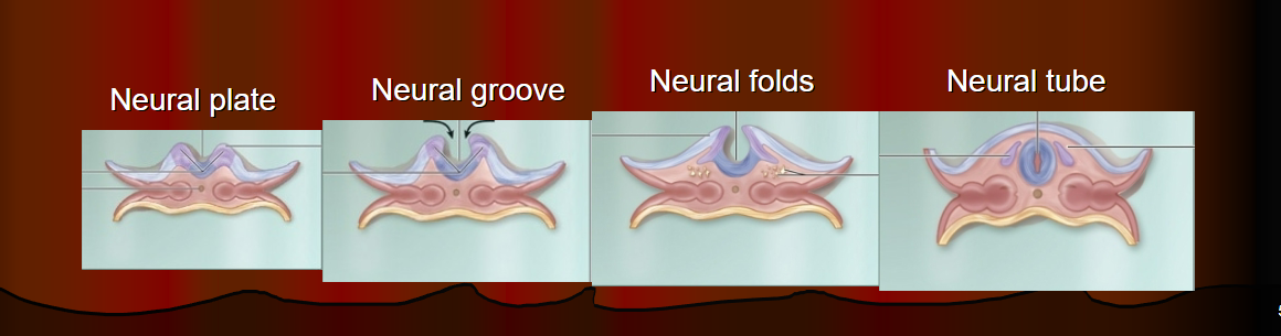 <p>Brain development comes from…</p>