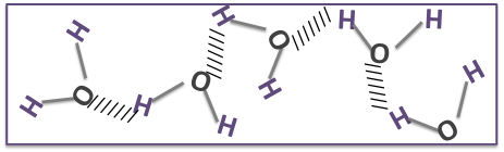 <ul><li><p>has an unequal charge distribution</p><ul><li><p>each water molecule can form up to four hydrogen bonds with other water molecules → excellent ability to hydrogen bond allows water to form networks of interconnected water molecules which gives water:</p><ul><li><p>a <strong>high boiling point (100°C)</strong></p></li><li><p>makes water resist rapid changes in temp. (keeps it in liquid state in most of the places found on Earth</p><ul><li><p>great temp. buffer because of its strong hydrogen bonds</p></li></ul></li></ul></li></ul></li></ul>