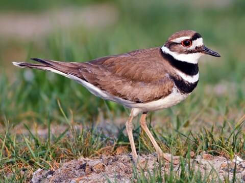 <p>Killdeer</p>