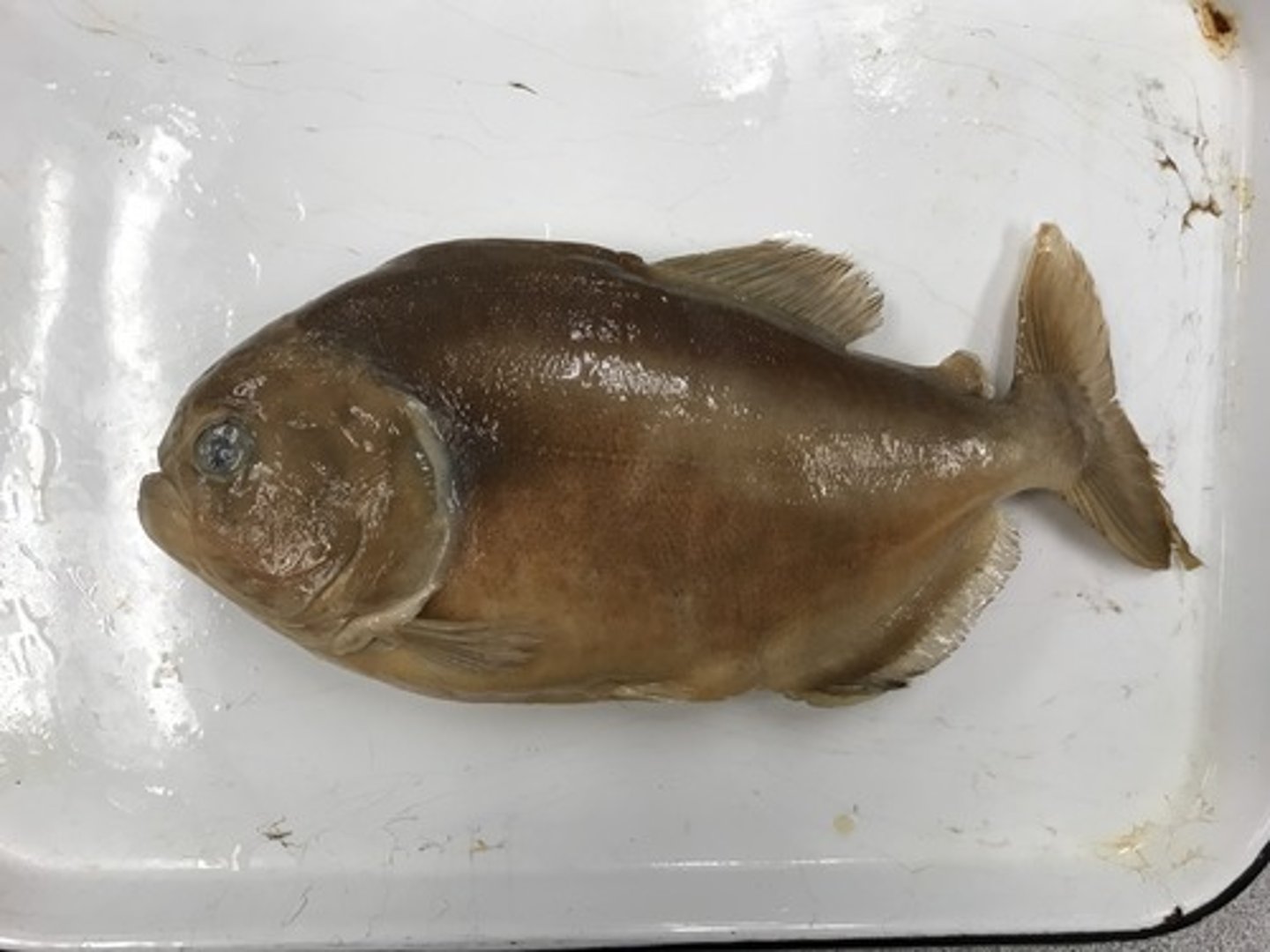 <p>pacus/piranhas</p>