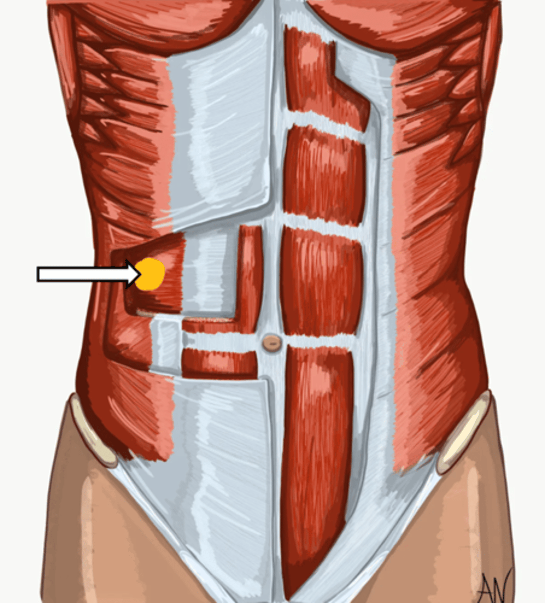<p>name the muscle</p>