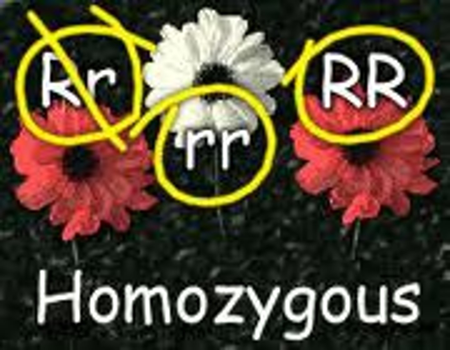 <p>description of a genotype of an individual who has two of the same allele, whether dominant or recessive</p>