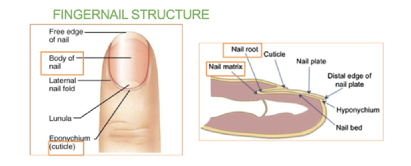 <p>Body</p><p>Root - (contains nail matrix)</p><p>Cuticle</p><p>The nail is an accessory structure of the integumentary system.</p>
