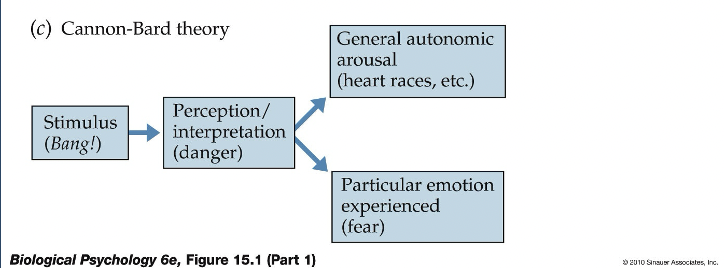 <p><span style="line-height: 20.925px;"><span>First to observe that emotional excitement was associated with the following changes: </span></span></p><p class="Paragraph SCXW252835062 BCX4" style="text-align: left;"><span style="line-height: 20.925px;"><span>a. Increase of adrenaline (epinephrine) in bloodstream </span></span></p><p class="Paragraph SCXW252835062 BCX4" style="text-align: left;"><span style="line-height: 20.925px;"><span>b. Redirection of blood flow from the viscera (internal organs) to skeletal muscles and brain </span></span></p><p class="Paragraph SCXW252835062 BCX4" style="text-align: left;"><span style="line-height: 20.925px;"><span>c. Increased blood pressure and glucose levels </span></span></p><p class="Paragraph SCXW252835062 BCX4" style="text-align: left;"><span style="line-height: 20.925px;"><span>d. Less movement of the muscles in the digestive organs </span></span></p><p class="Paragraph SCXW252835062 BCX4" style="text-align: left;"><span style="line-height: 20.925px;"><span>Cannon coined the term </span></span><span style="line-height: 20.925px; color: red;"><span>“fight-or-flight" or sympathetic response </span></span></p><p class="Paragraph SCXW252835062 BCX4" style="text-align: left;"><span style="line-height: 20.925px;"><span>Other investigators verified that the </span></span><span style="line-height: 20.925px; color: red;"><span>posterior hypothalamus</span></span><span style="line-height: 20.925px;"><span> played an important role in the expression of emotions </span></span></p>