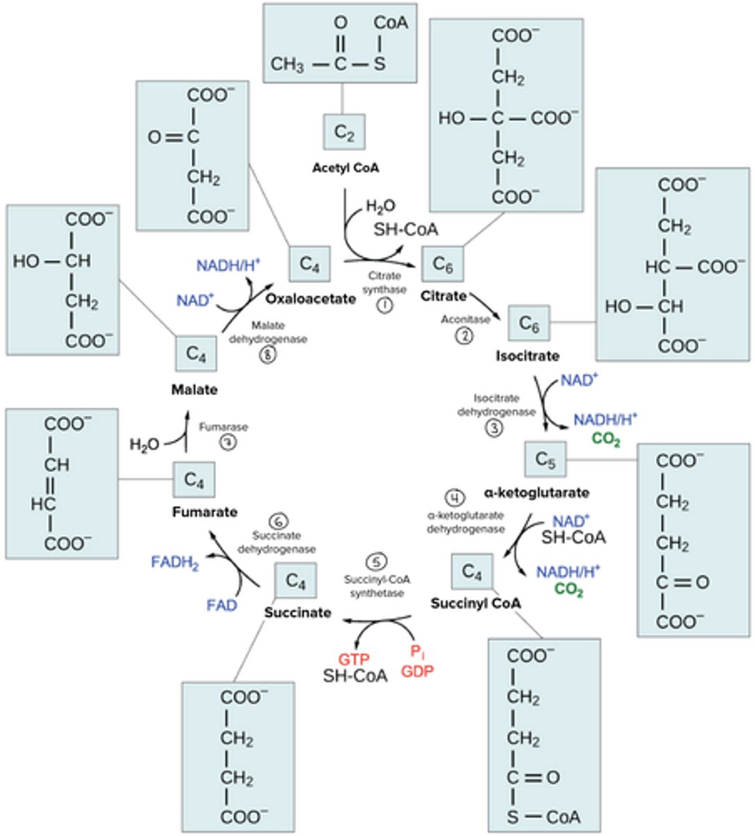 <p>It is absolutely necessary to be able to do this for the MCAT. And because it is so challenging to memorize all of this point blank, we've created our Metabolic Pathways Mastery Course: https://mcatselfprep.com/course/andrews-metabolic-pathways-mastery-course/</p>