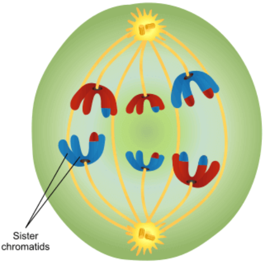 Anaphase 1