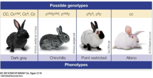 <p>Many genes have multiple alleles, which increases the possible number of phenotypes for the trait. There are 4 alleles for rabbit coat color shown here:</p><p>• The C allele leads to dark</p><p>grey fur</p><p>• The cchd allele leads to a</p><p>lighter grey fur</p><p>• The ch allele leads to</p><p>restricted pigment</p><p>deposition</p><p>• The c allele leads to no</p><p>pigment deposition</p><p>What is the mode of inheritance?</p>
