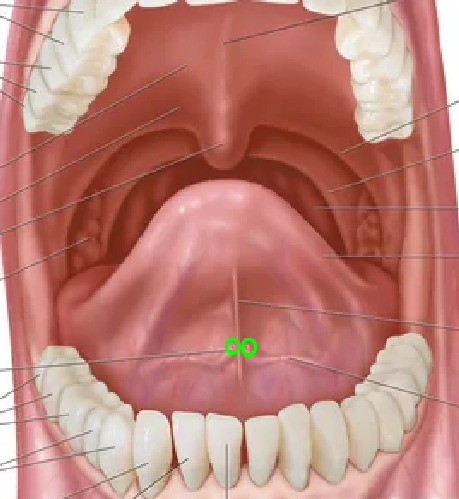 knowt flashcard image