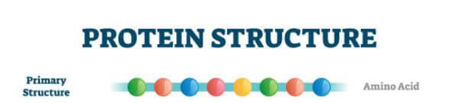 <p>Describe how proteins turn into amino acids</p>
