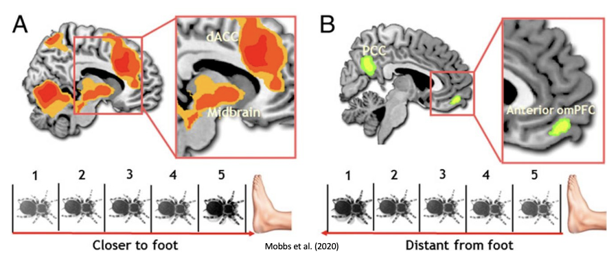 <p>again, closer = midbrain, and further = forebrain </p>