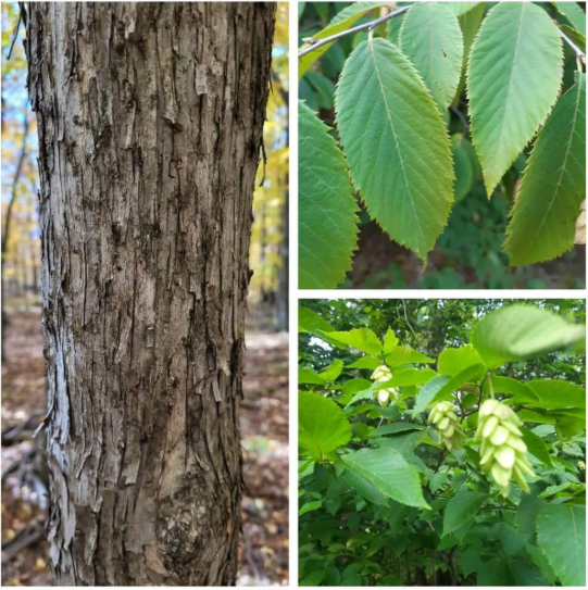 <p><em>Ostrya virginiana</em></p>