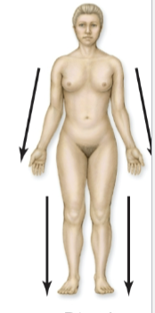 <p>further from the point of attachment of a limb to the body trunk</p>