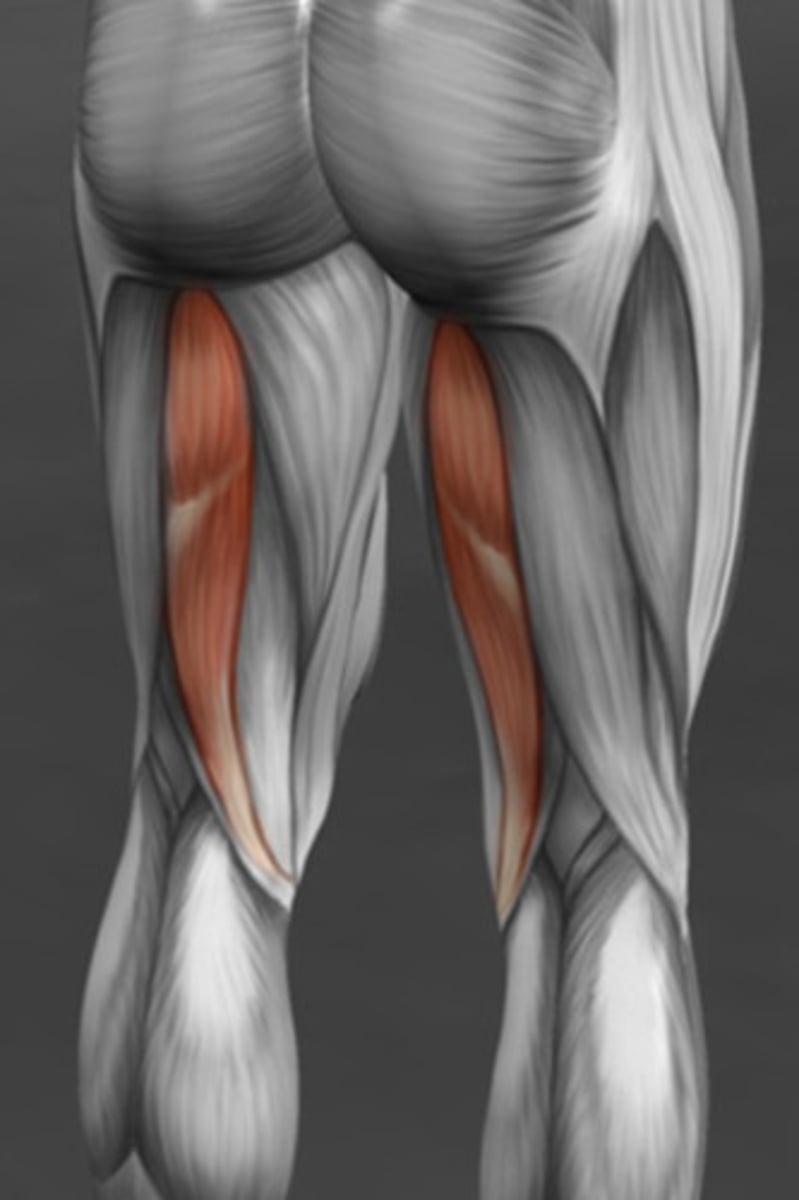 <p>Hamstring muscle that extends hip, flexes knee, medially rotates leg</p>