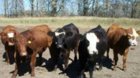 <p>BEEF CATTLE BREEDS: what is the breed, origin, size, horns, and their traits?</p>