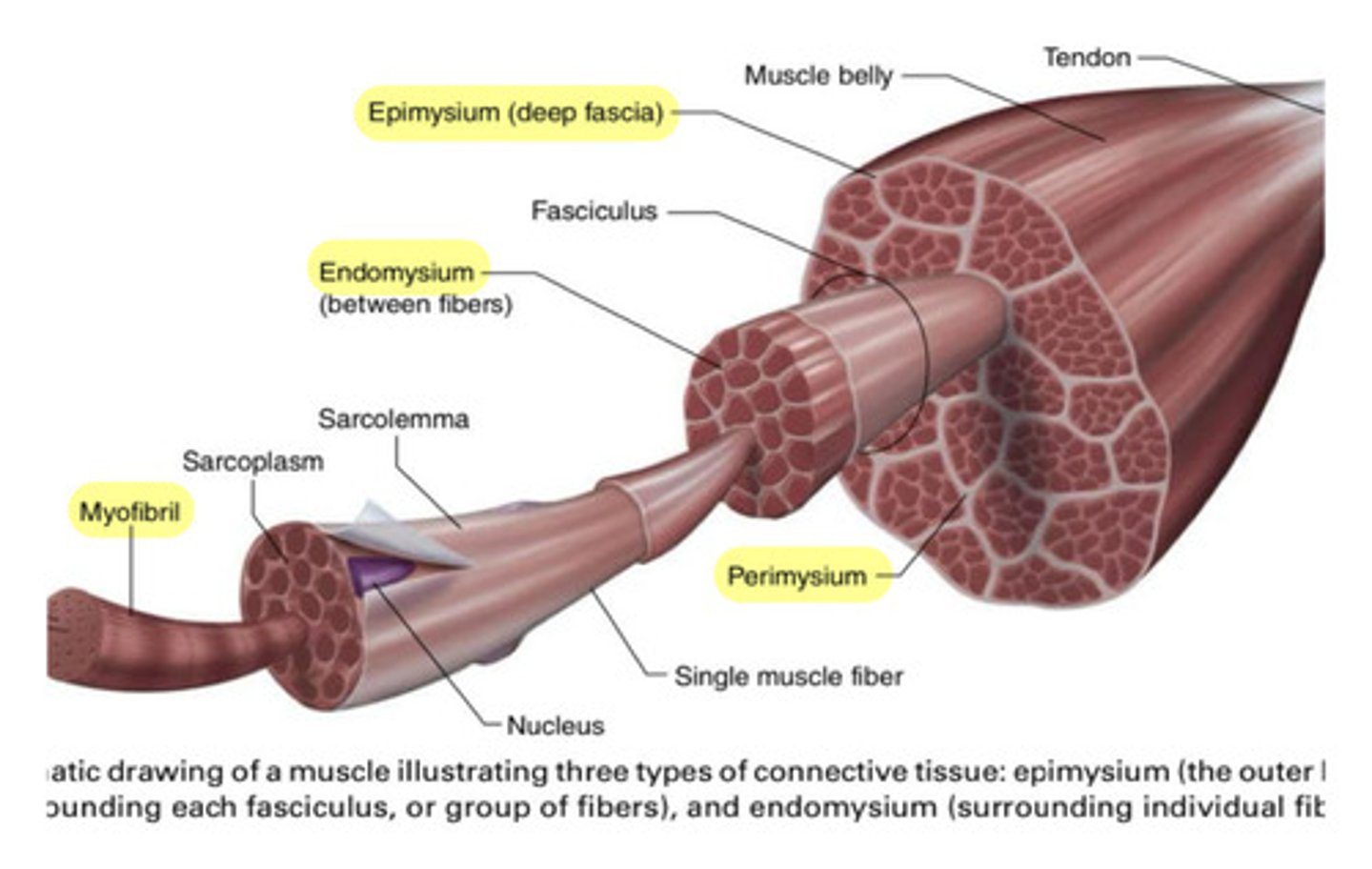<p>epimysium: runs along the perimeter of the muscle perimysium: runs between the individual muscle fascicle endomysium: runs between the individual muscle fibers</p><p>muscle> muscle fascicle> muscle fibers</p>